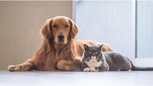 Cat and Dog